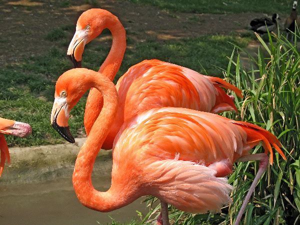 Two American Flamingos - Flamingo Facts and Information