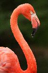 American Flamingo Close Up