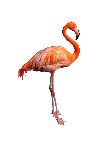 American Flamingo in White Background