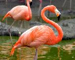 Beautiful Flamingo Profile