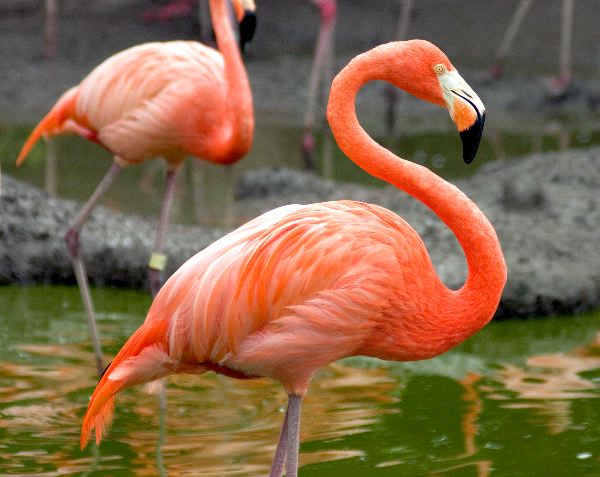 Beautiful Flamingo Profile