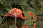 flamingo searching food