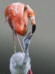 Flamenco_alimentando_a_Su_polluelo_150
