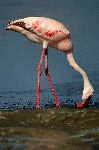 Flamenco_enano_en_costa_africana_150