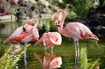 Flamencos_acicalandose_150