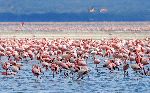 Flamencos_en_un_lago_150