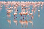 Flamencos_enanos_caminando_en_lago_Nakuru_150