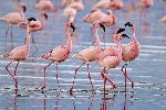 Flamencos_enanos_en_Parque Nacional Lago Nakuru_Kenia_150
