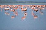 Flamencos_enanos_lago_Nakuro_150