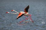 flamingo running on the water