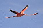 Beautiful Flamingo Flying