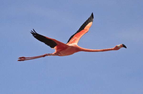 hermoso_flamingo_volando_600