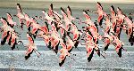 Grupo_de_flamencos_enanos_volando_150