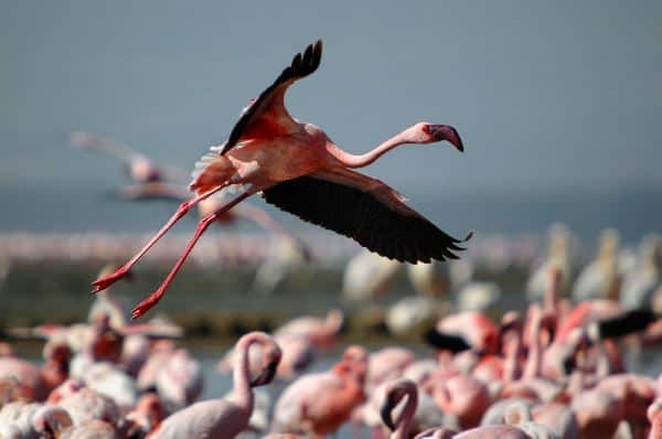 Lesser Flamingo In Flight At Lake Nakuru