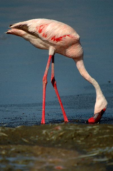 Lesser Flamingo in African Coasts