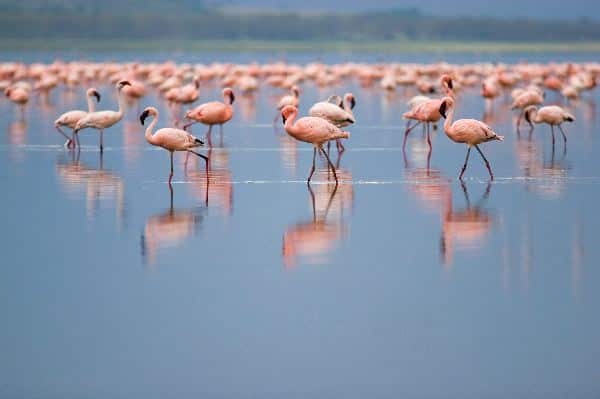 Lesser Flamingos At Nakuru Lake Flamingo Facts and