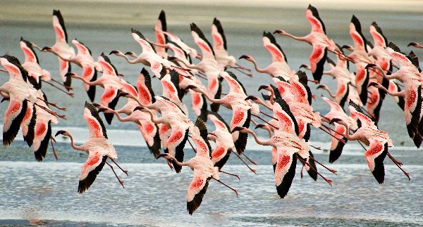 Lesser Flamingos Flying Low