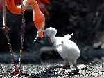 Polluelo_de_flamenco_americano_150