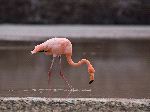Wild Flamingo Wading