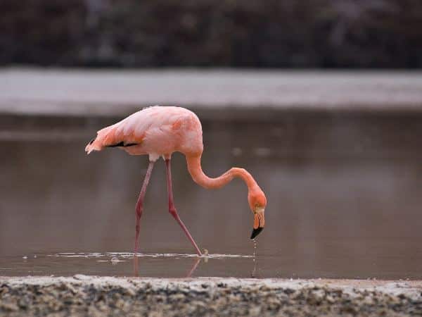 The Large Greater Flamingo