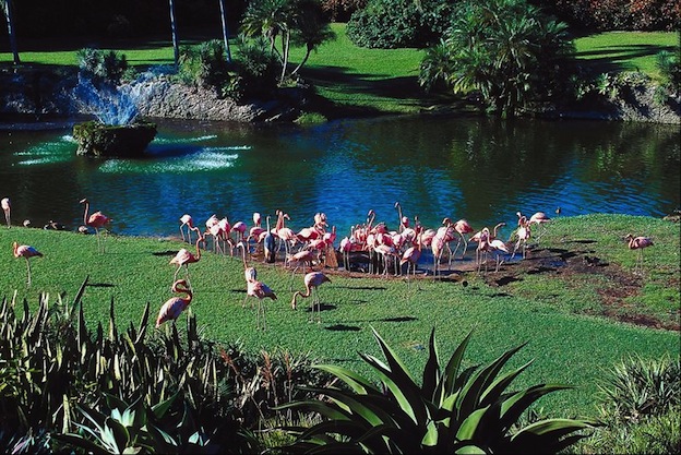 Information about Flamingos in captivity