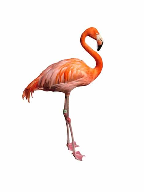 Flamingo body size