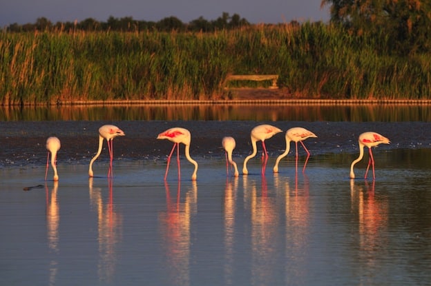 Flamingo Feeding - Flamingo Facts and Information