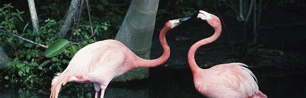 Flamingos Endangered
