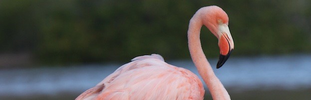 Flamingo Evolution