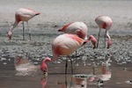 flamencos_dE_james_alimentandose_150