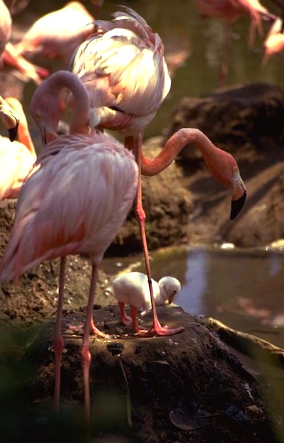 Flamingo breeding