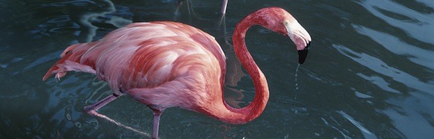 Flamingos and Global Warming