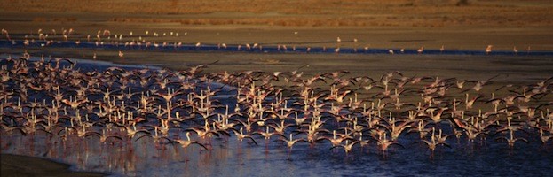 Flamingo Habitat