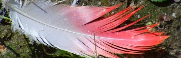 Humanos y Flamencos