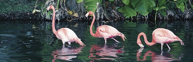 Flamencos y Seres Humanos