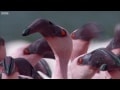 lake_of_flamingos