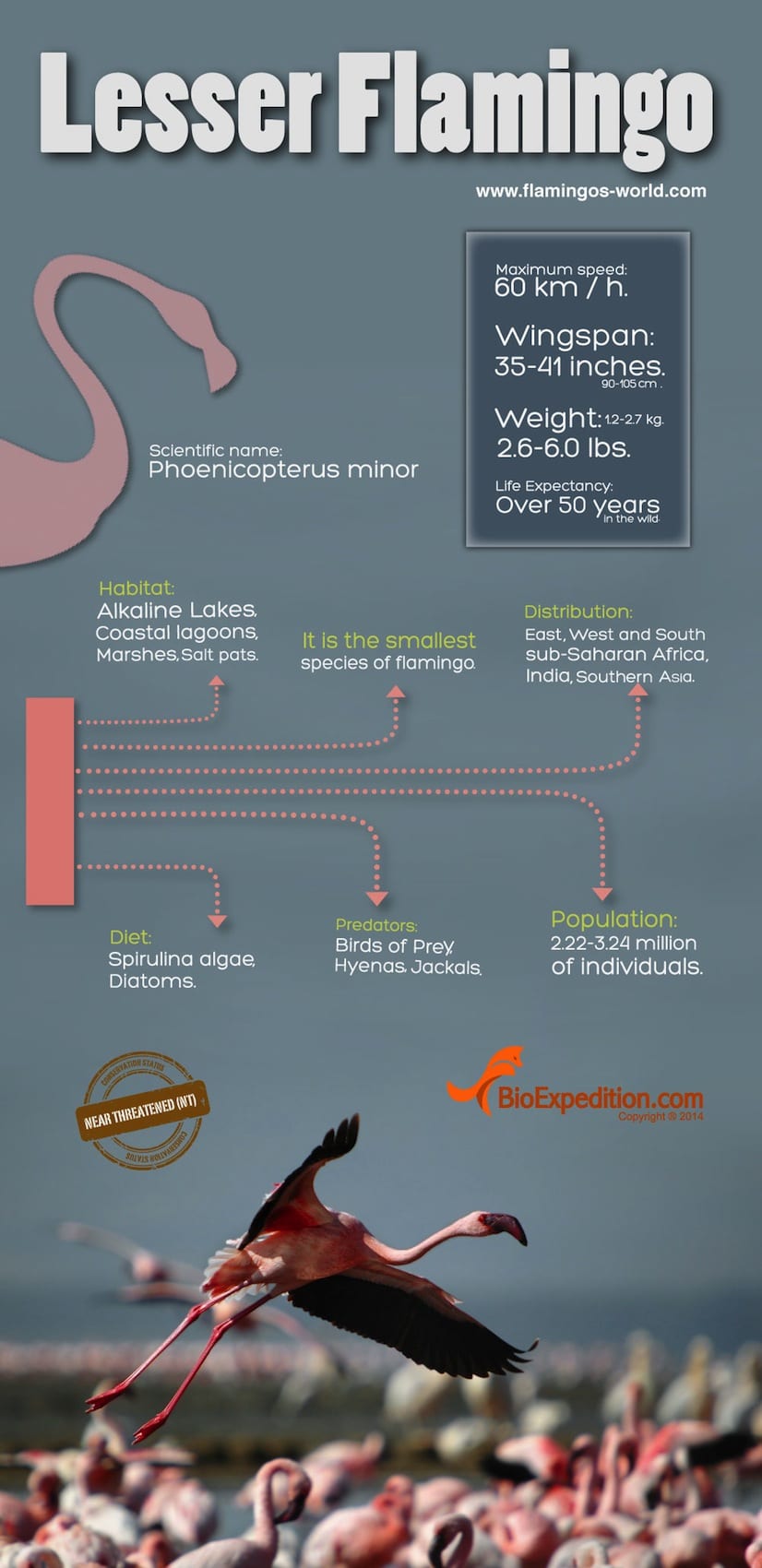Lesser Flamingo Infographic