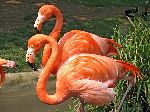 par_de_flamencos_americanos_150