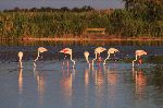 pequena_bandada_de_flamencos_comunes_150