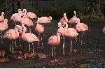 rosaceos_flamencos_chilenos_150