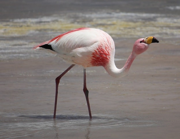 Species of Flamingos in the world
