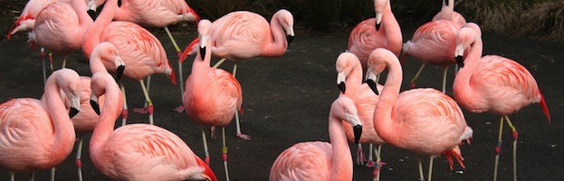 Especies de Flamencos